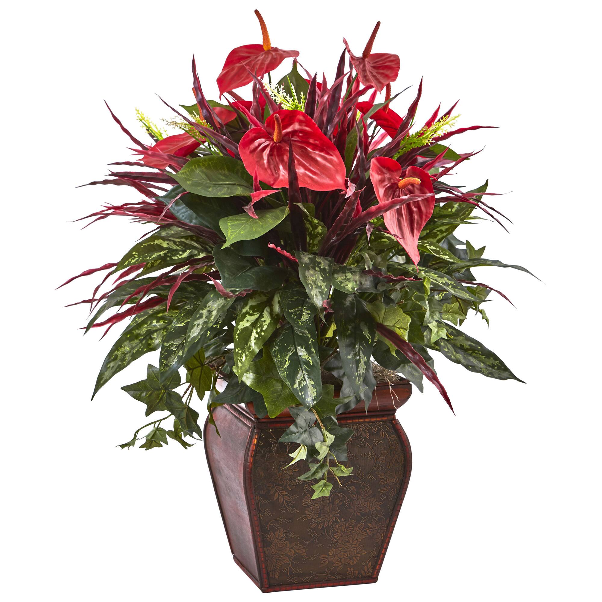 2.5ft. Mixed Laceleaf Plant in Decorative Planter